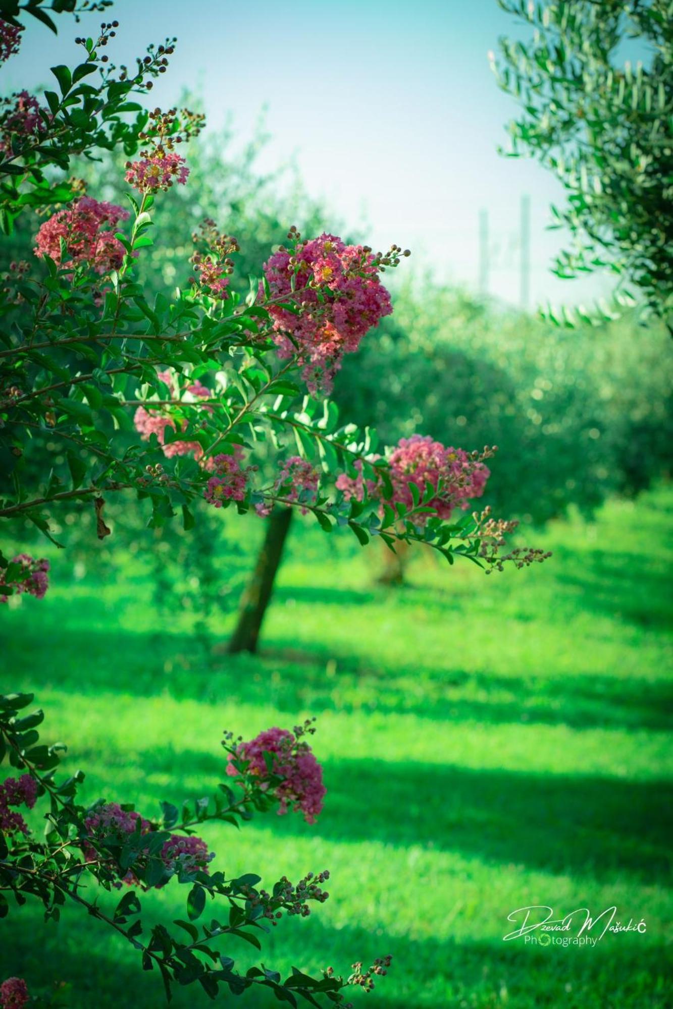Agriturismo Olistella 帕拉佐罗德罗斯泰尔 外观 照片